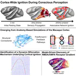 A dynamic bifurcation mechanism explains cortex-wide neural correlates of conscious access