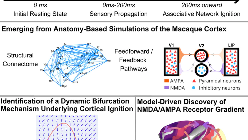 A dynamic bifurcation mechanism explains cortex-wide neural correlates of conscious access